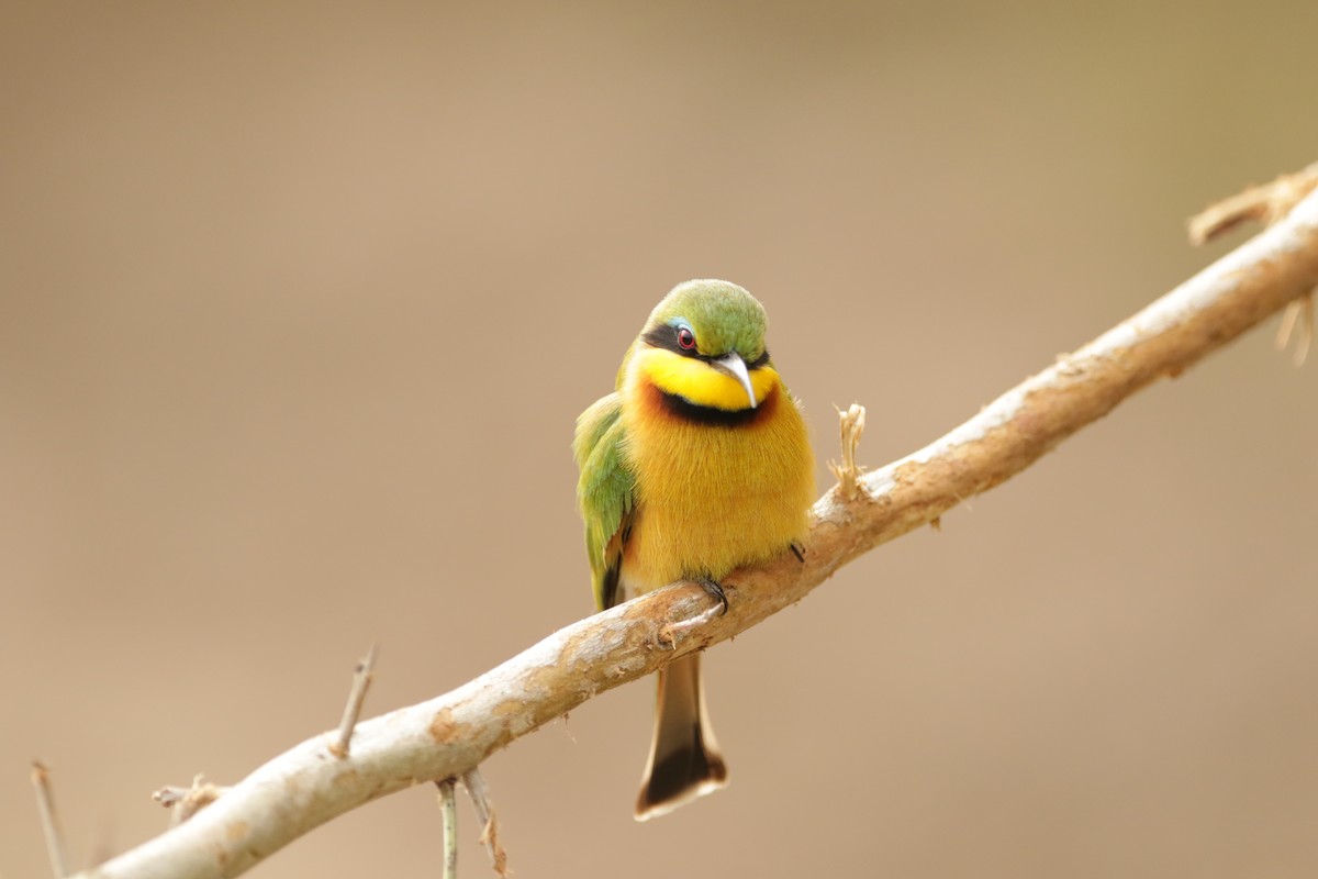 Little Bee-eater - ML621029453