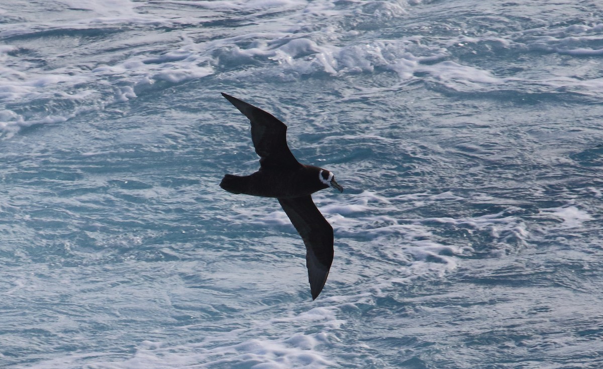 Spectacled Petrel - ML621029457