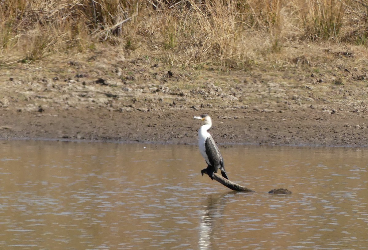 Great Cormorant (White-breasted) - ML621029459