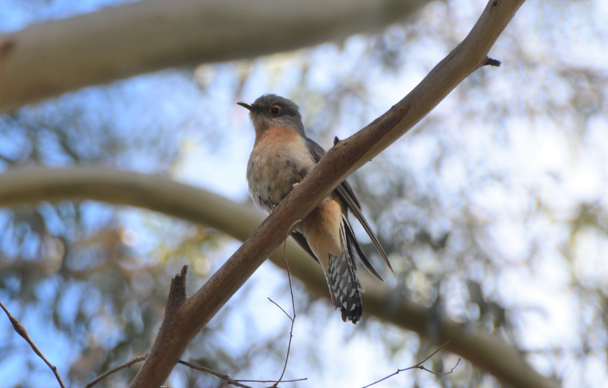Fan-tailed Cuckoo - ML621029461