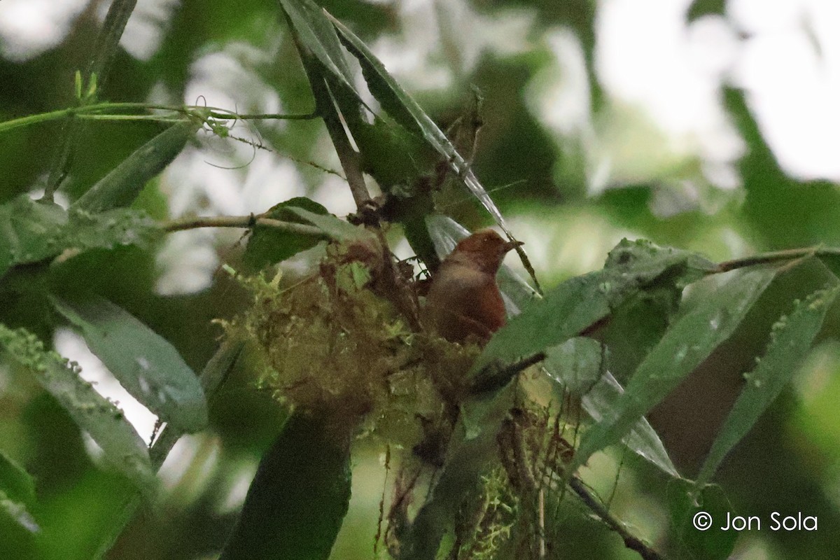 Red-faced Spinetail - ML621029510