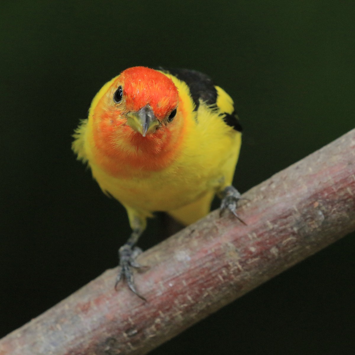 Western Tanager - ML621029513