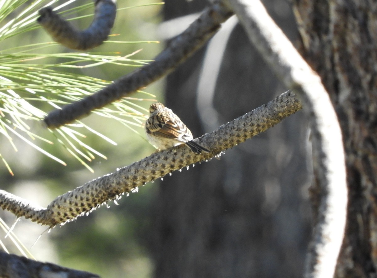 Chipping Sparrow - ML621029514