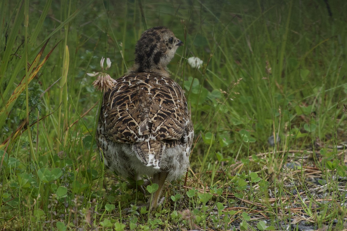 Sooty Grouse - Becky Knight
