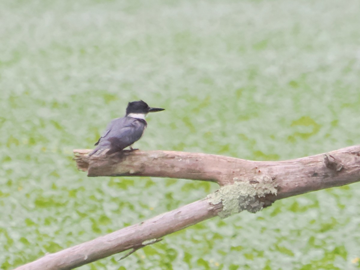 Belted Kingfisher - ML621029528