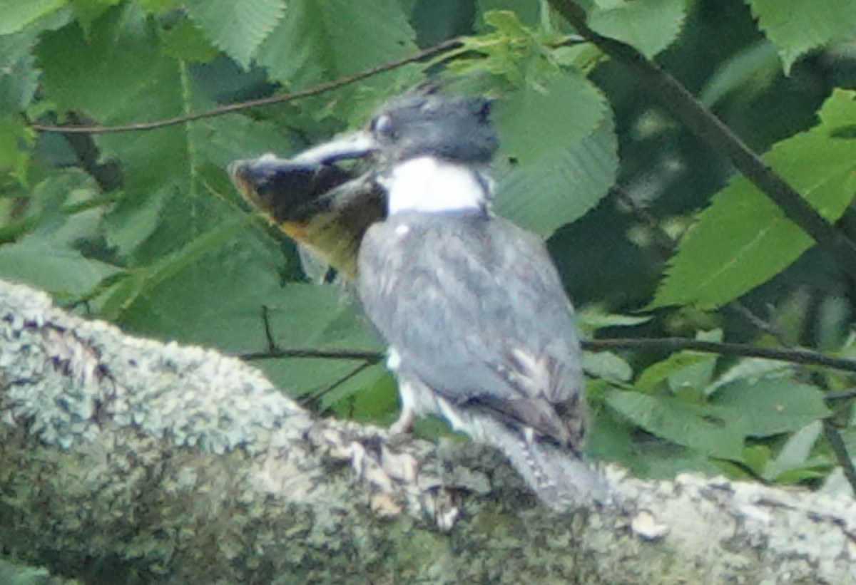 Belted Kingfisher - ML621029536