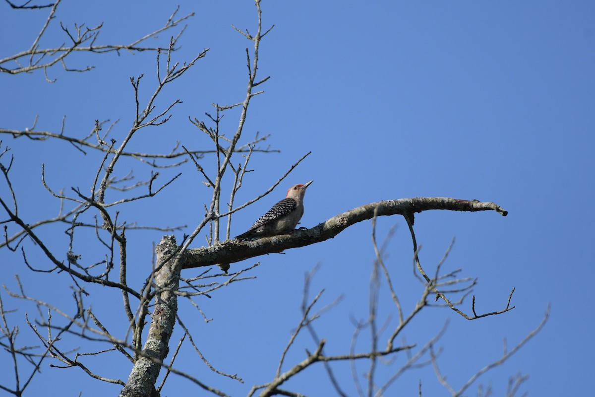 Red-bellied Woodpecker - ML621029543