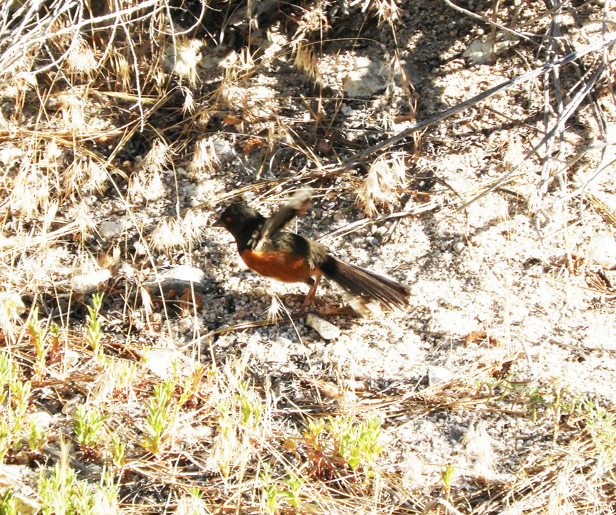 Spotted Towhee - ML621029544
