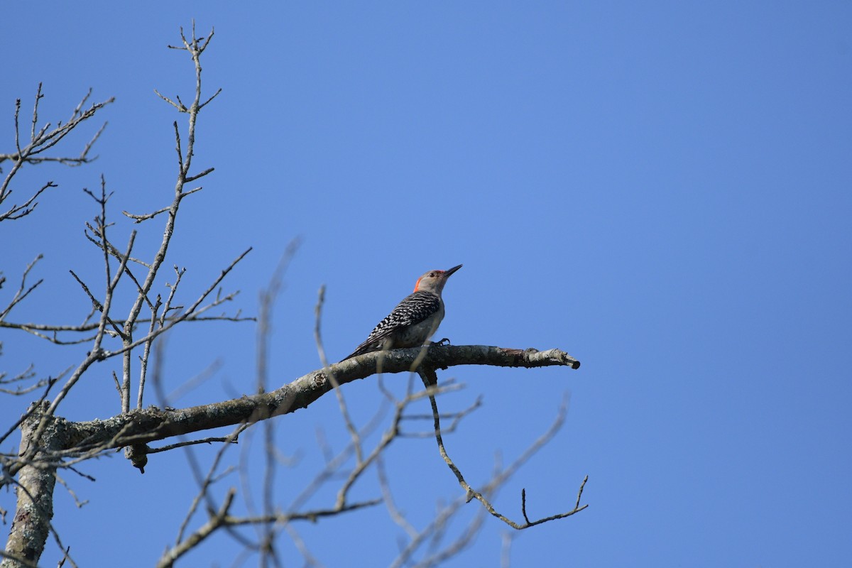 Red-bellied Woodpecker - ML621029545