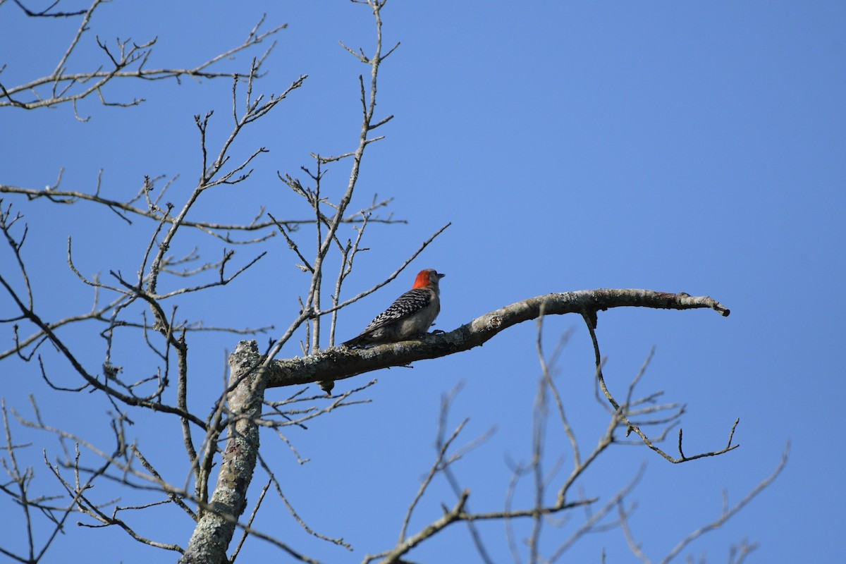 Red-bellied Woodpecker - ML621029546