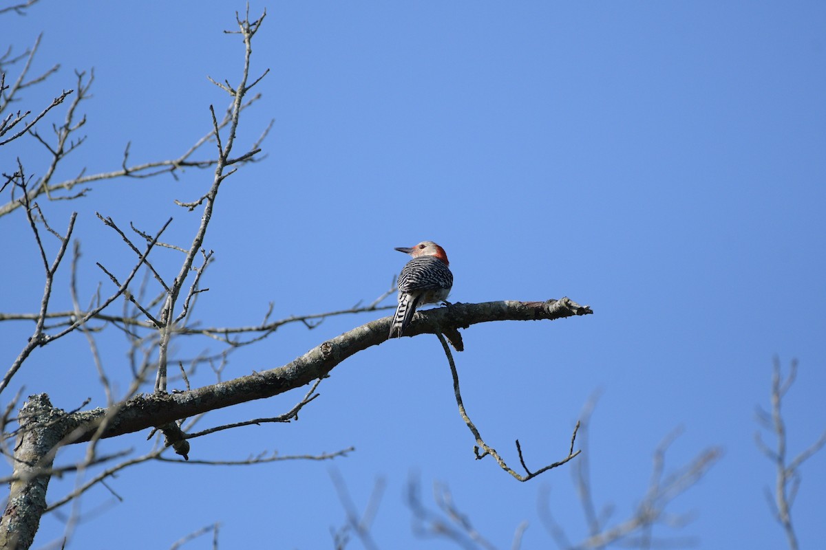 Red-bellied Woodpecker - ML621029547