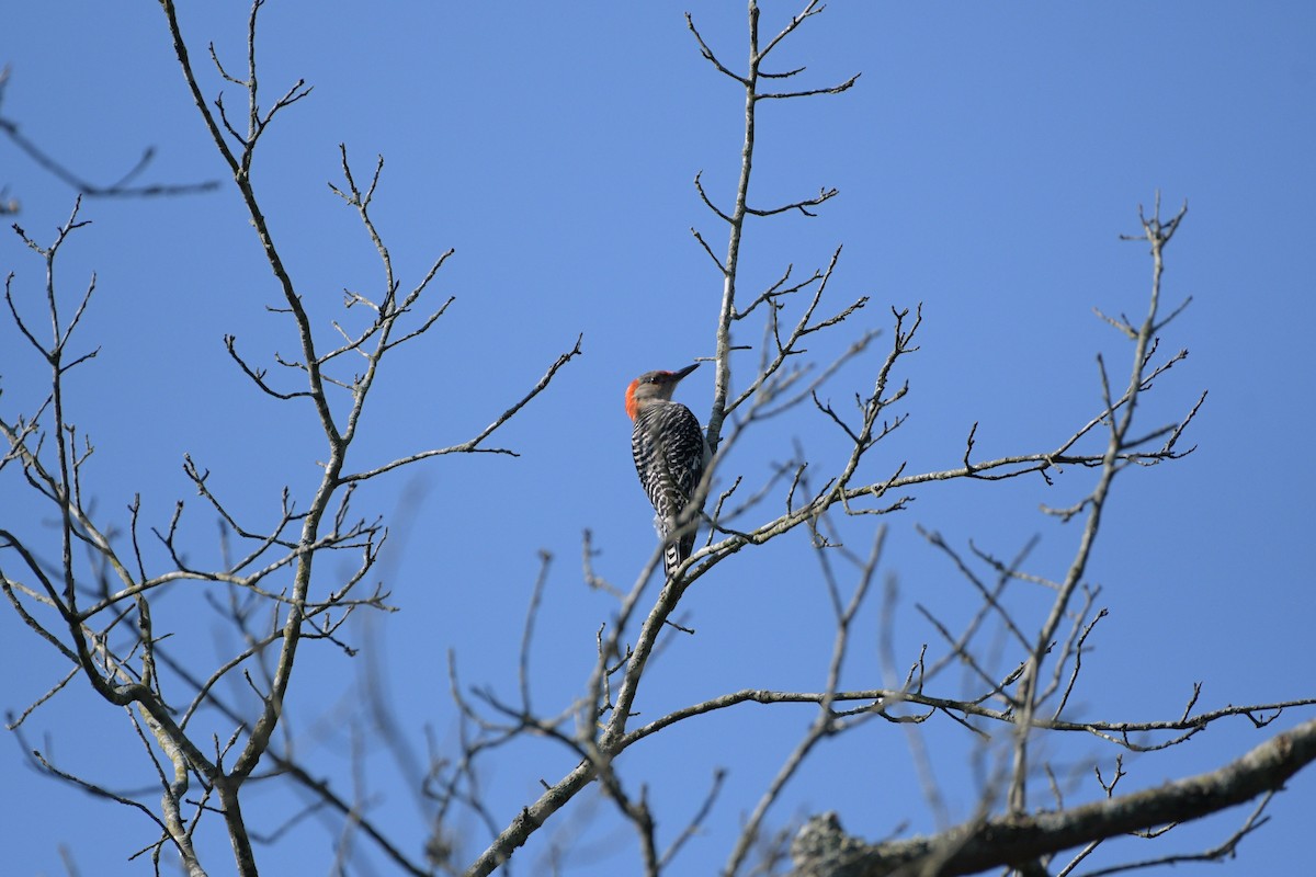 Red-bellied Woodpecker - ML621029548