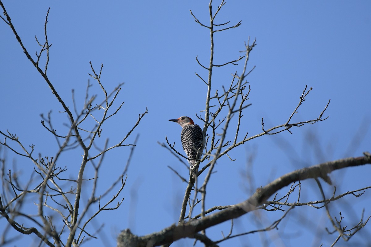 Red-bellied Woodpecker - ML621029549