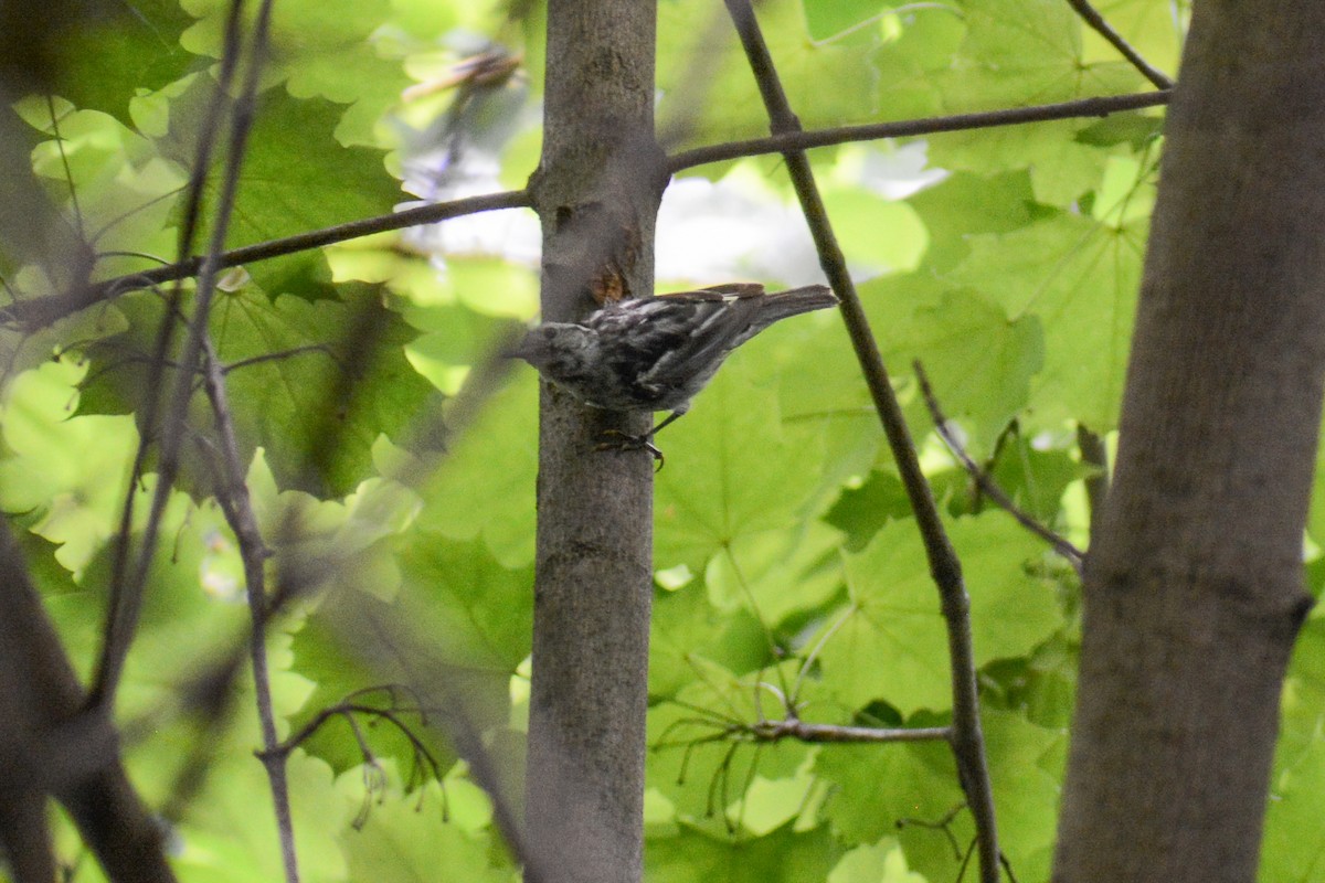 Black-and-white Warbler - ML621029553