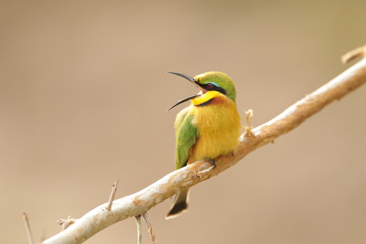 Little Bee-eater - ML621029563