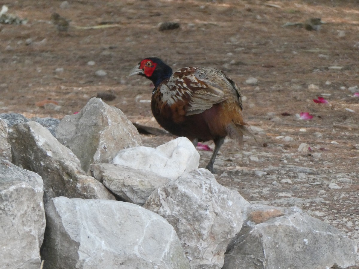 Ring-necked Pheasant - ML621029600