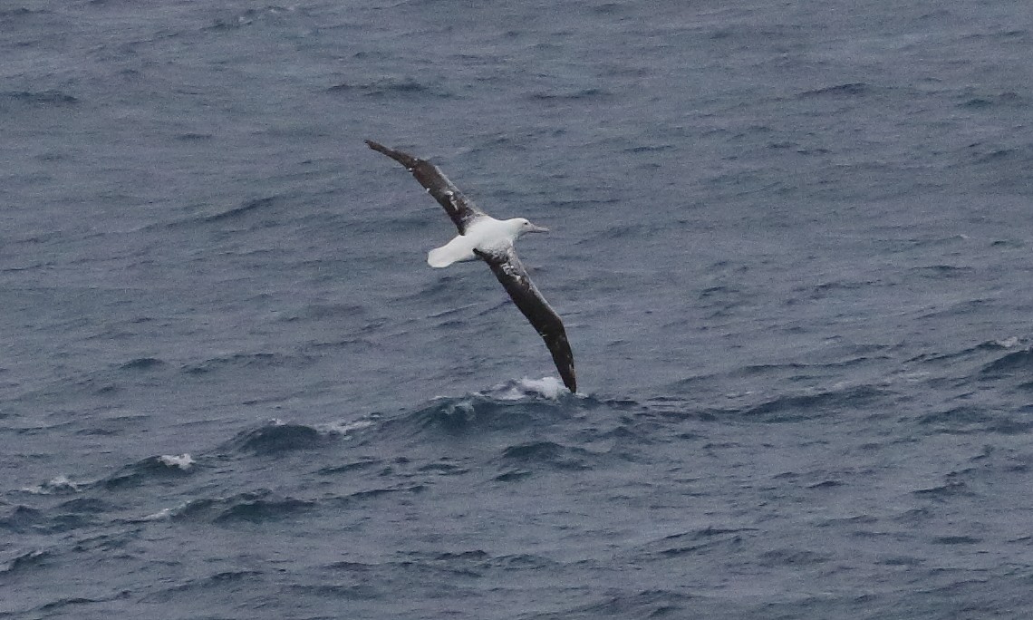 large albatross sp. - Frank Weihe