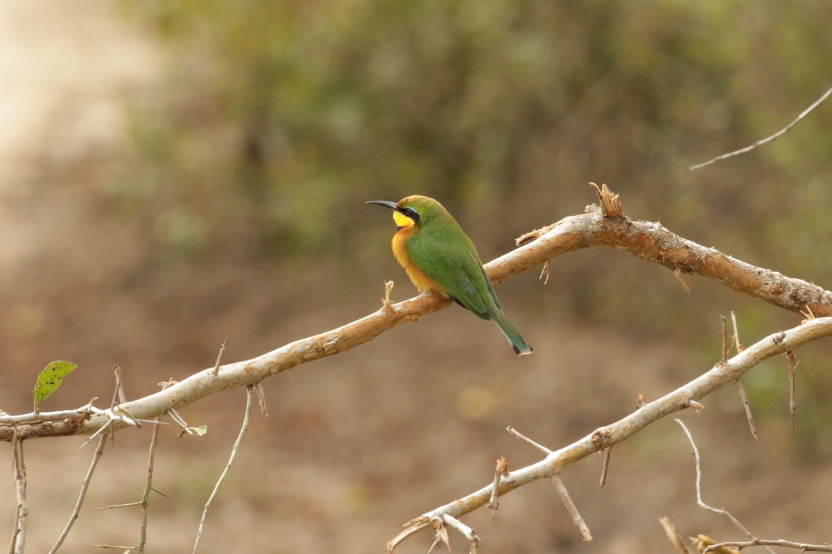 Little Bee-eater - ML621029644