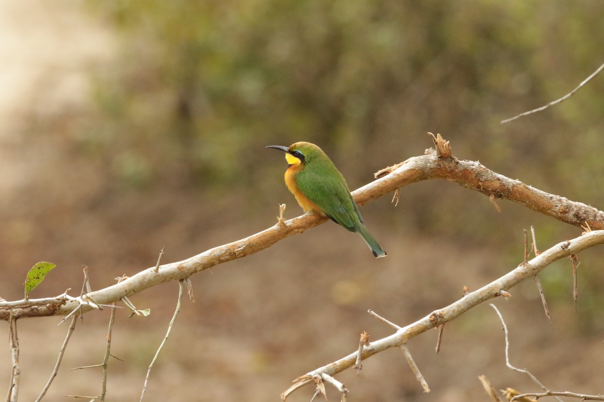 Little Bee-eater - ML621029644
