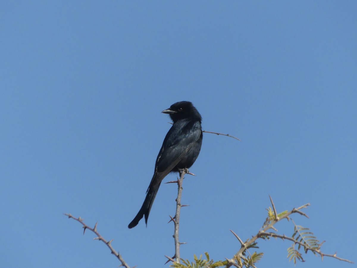 Fork-tailed Drongo - ML621029646