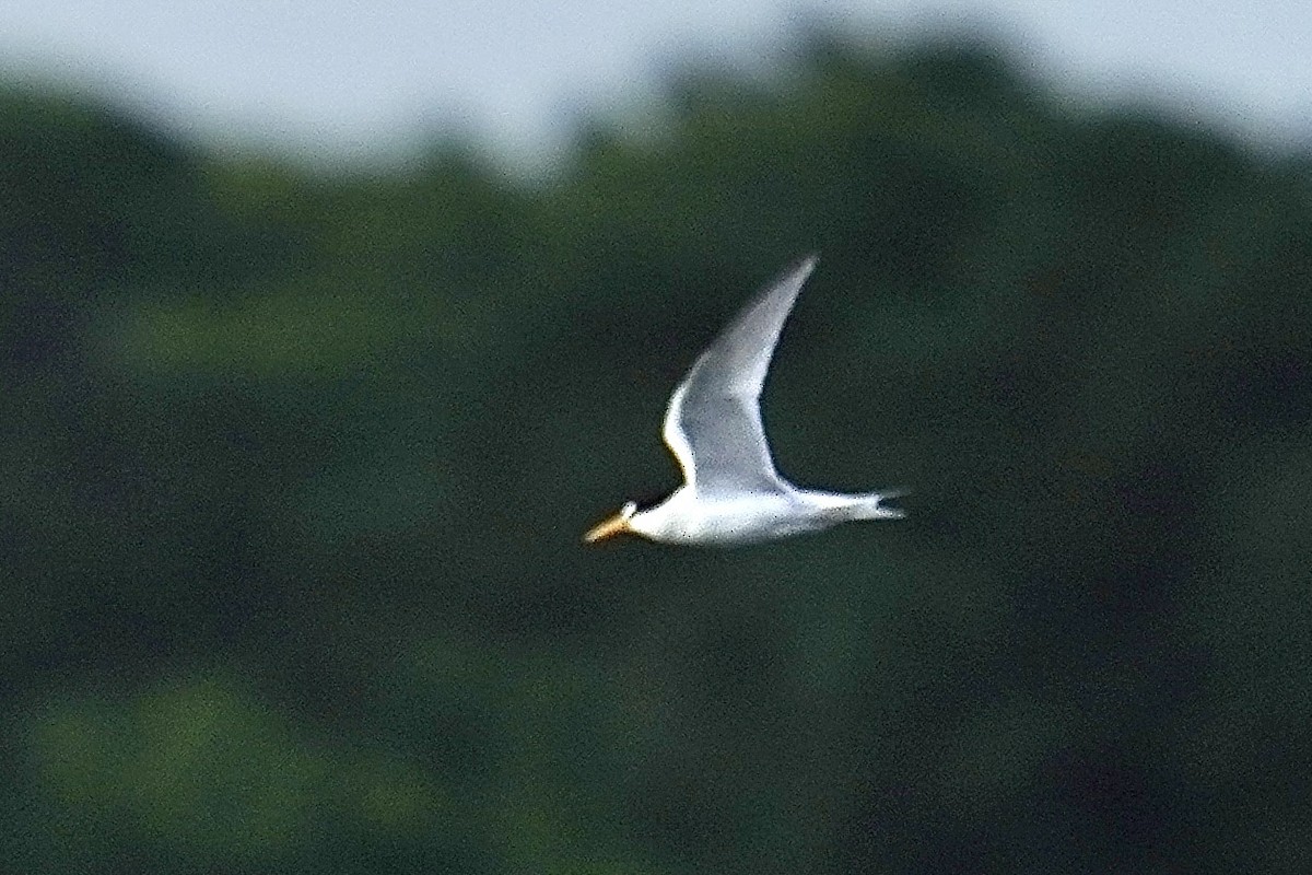 Least Tern - ML621029658