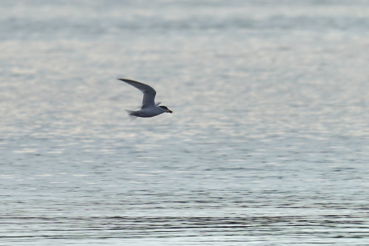 Least Tern - ML621029698