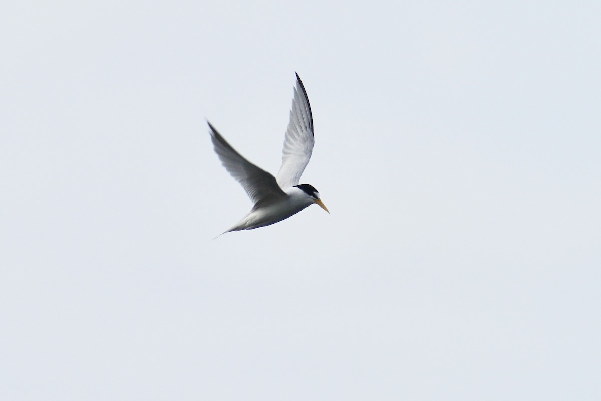 Least Tern - ML621029714