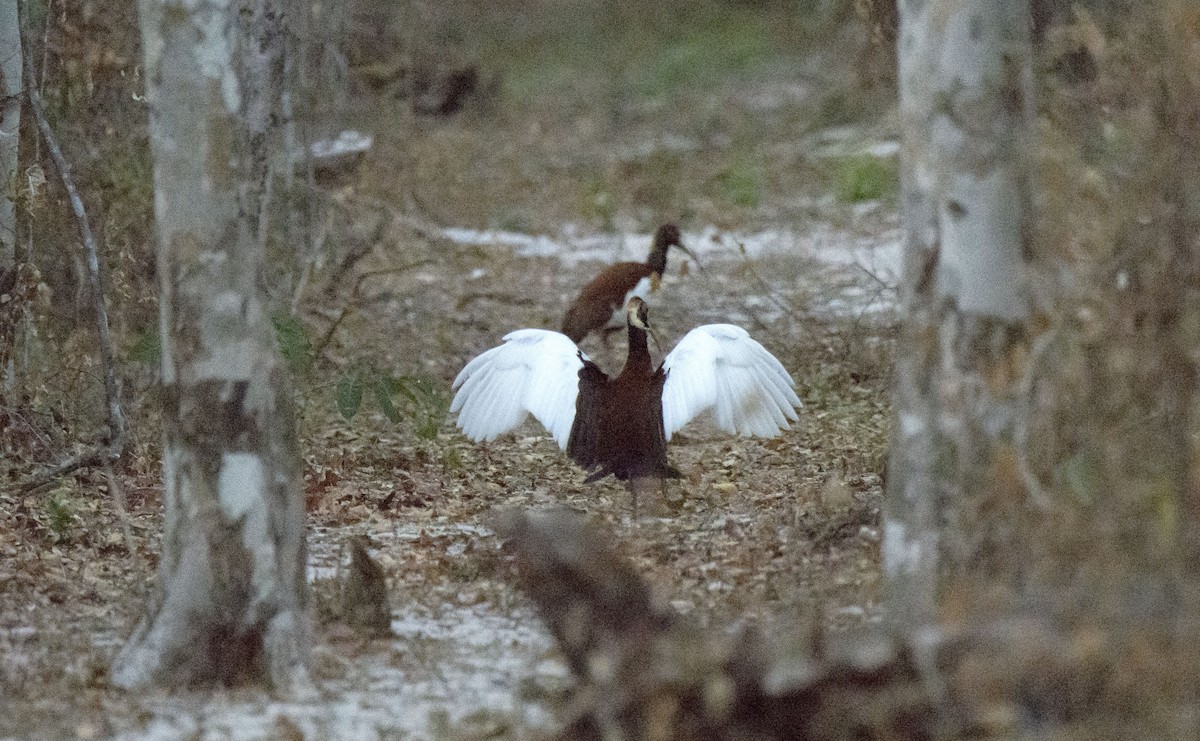 ibis madagaskarský - ML621029718
