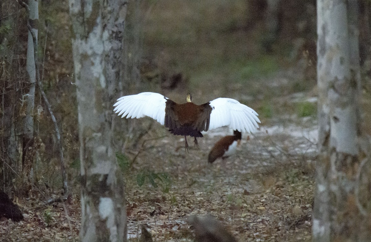 ibis madagaskarský - ML621029719