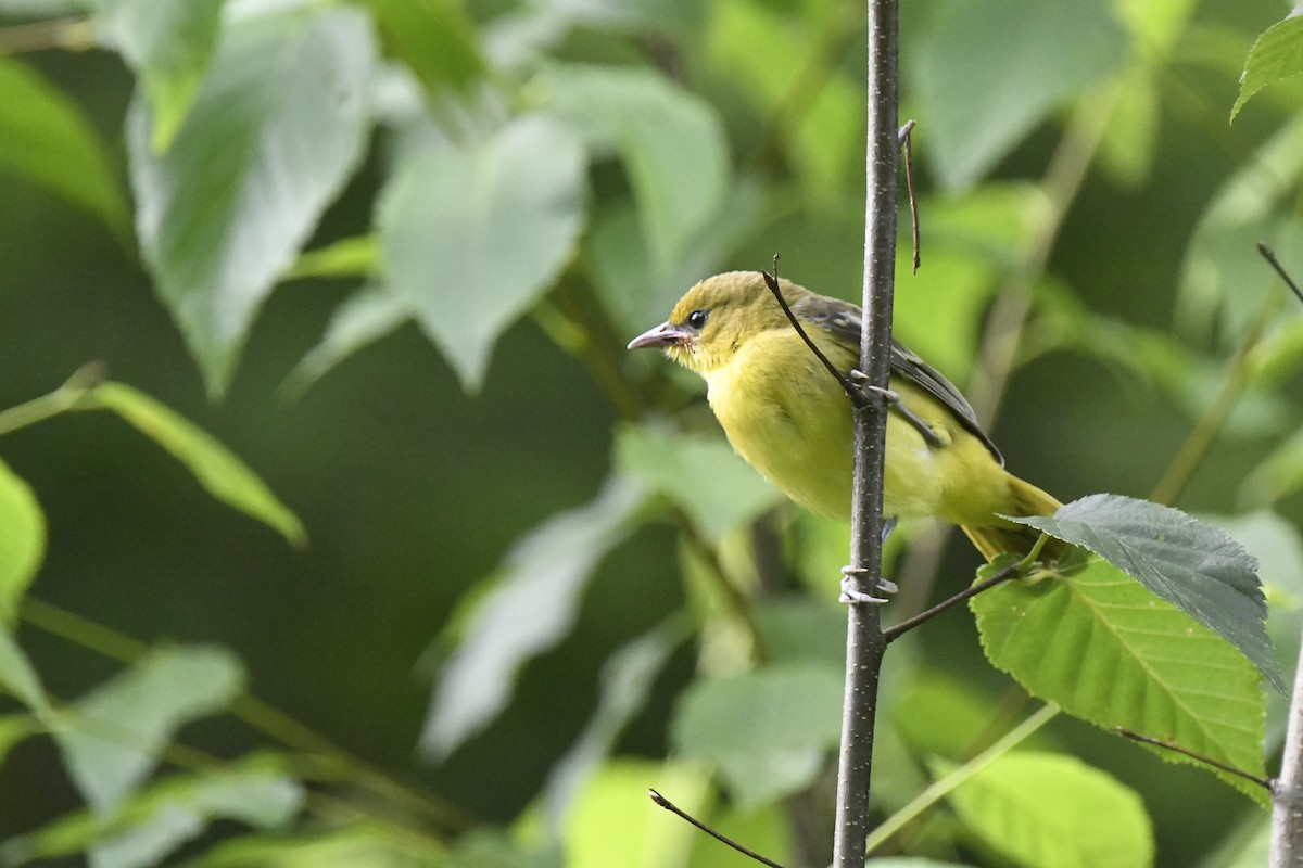 Orchard Oriole - ML621029727