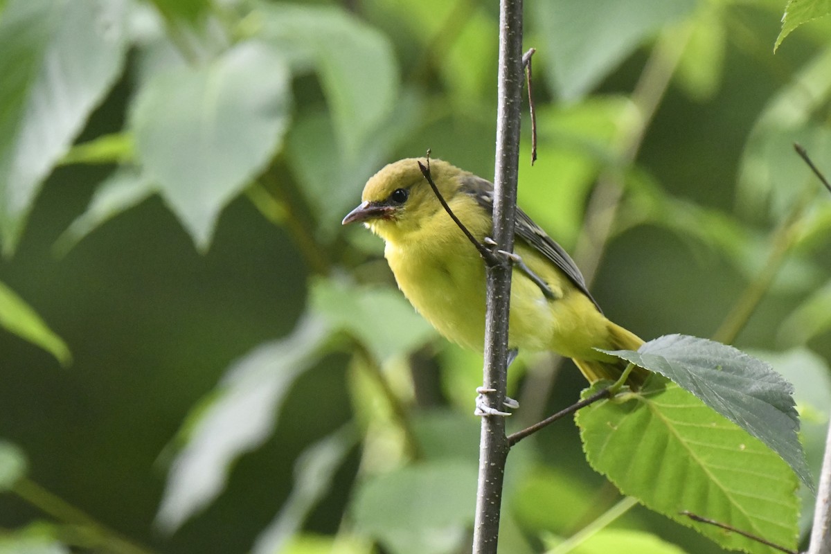 Orchard Oriole - ML621029732