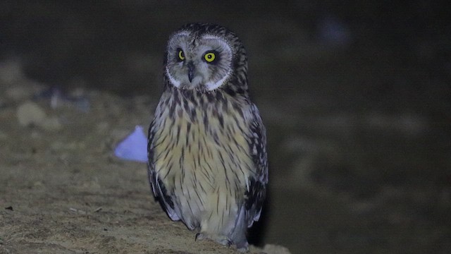 Short-eared Owl - ML621029744