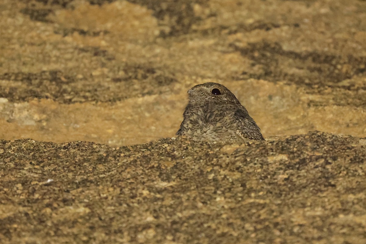 Freckled Nightjar - ML621029776