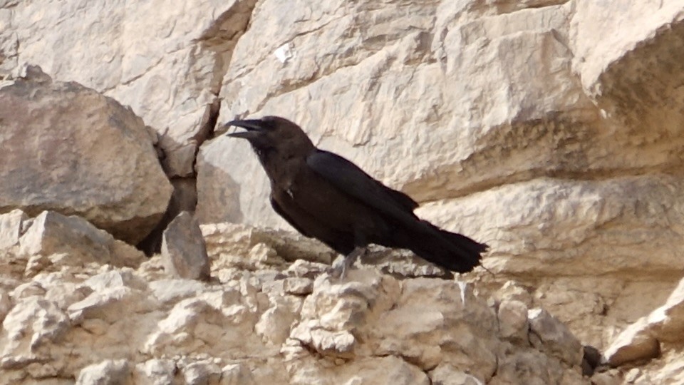 Brown-necked Raven - Jan Ekkers