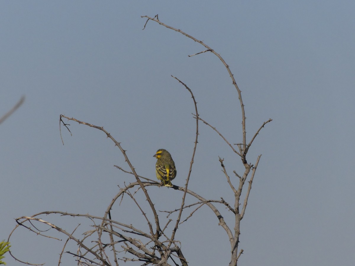Yellow-fronted Canary - ML621029813