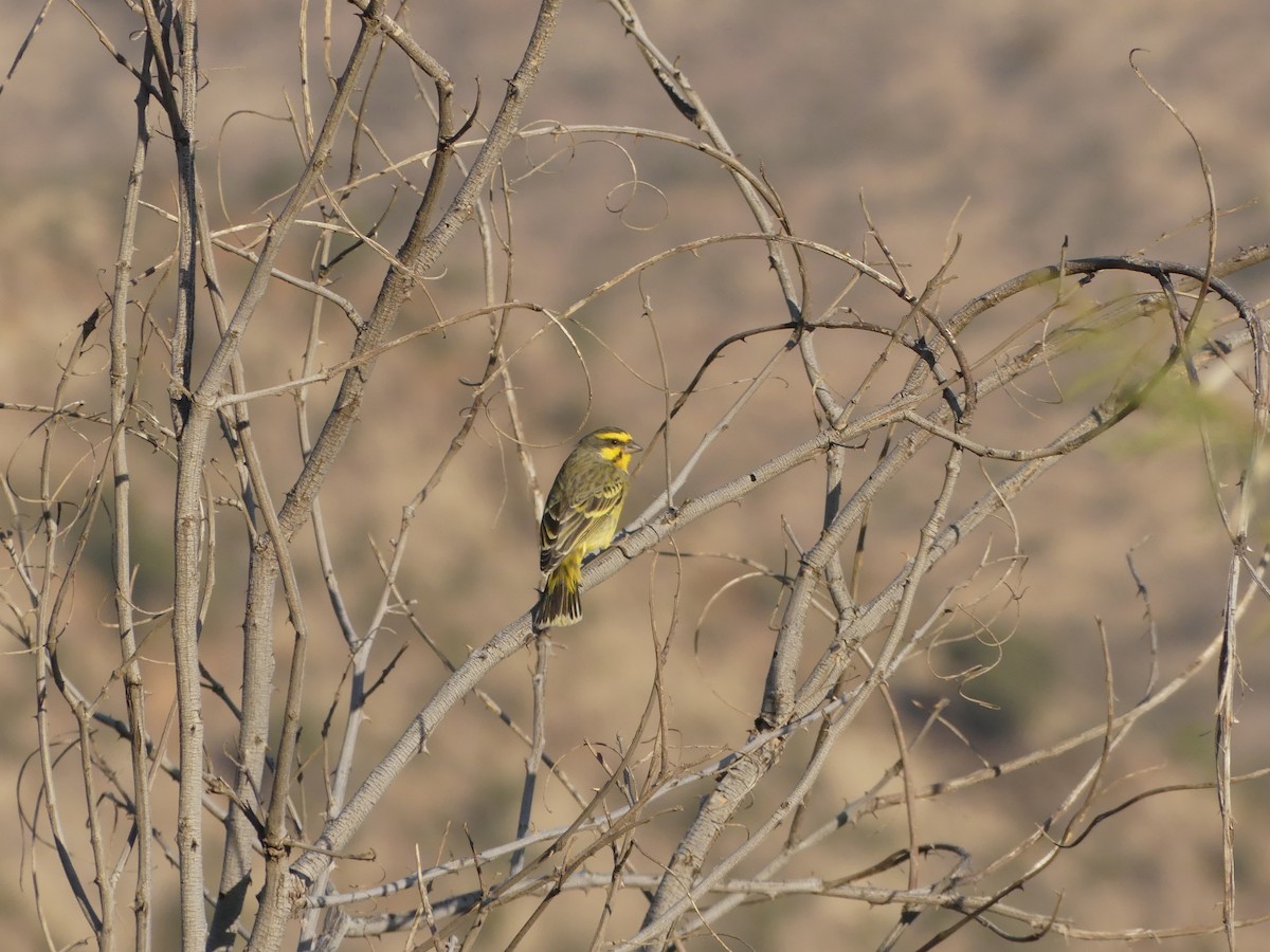 Yellow-fronted Canary - ML621029814