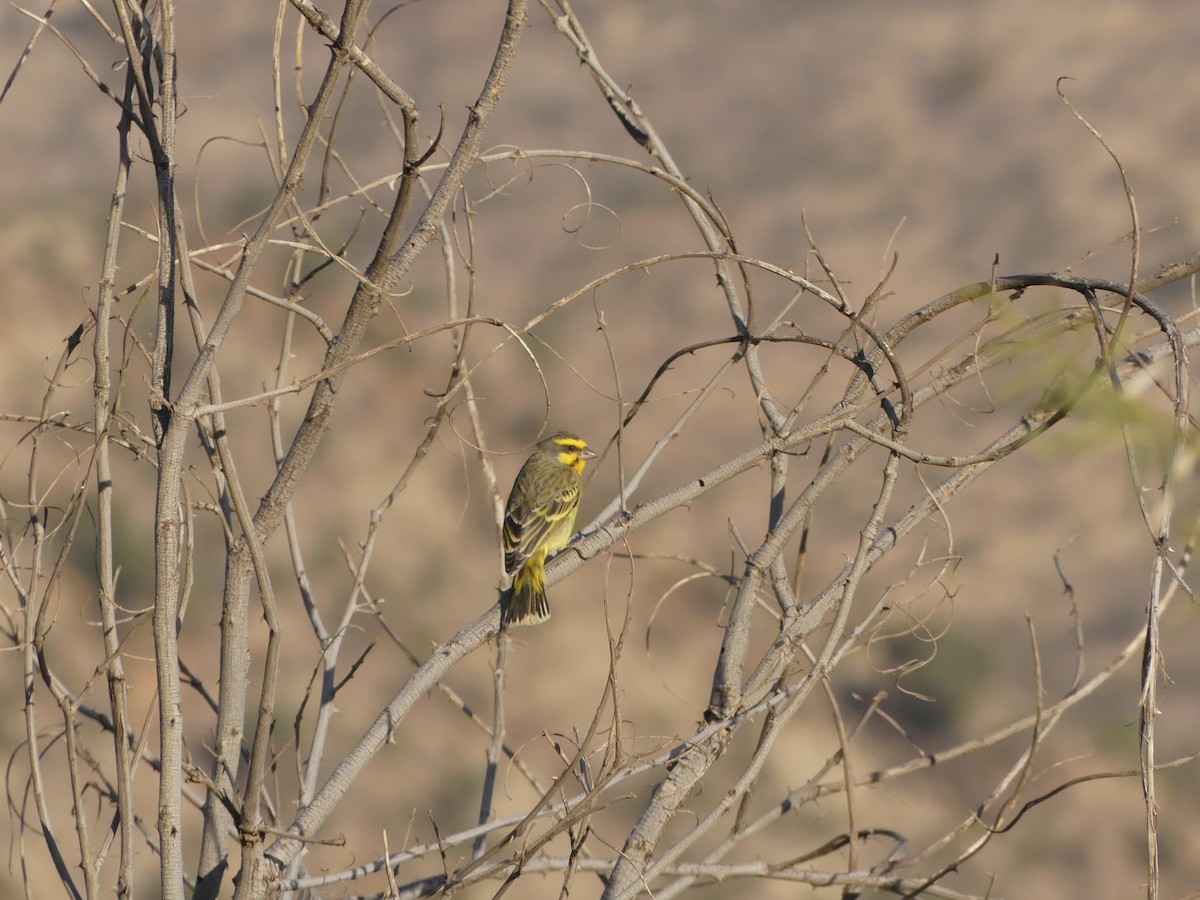 Yellow-fronted Canary - ML621029815