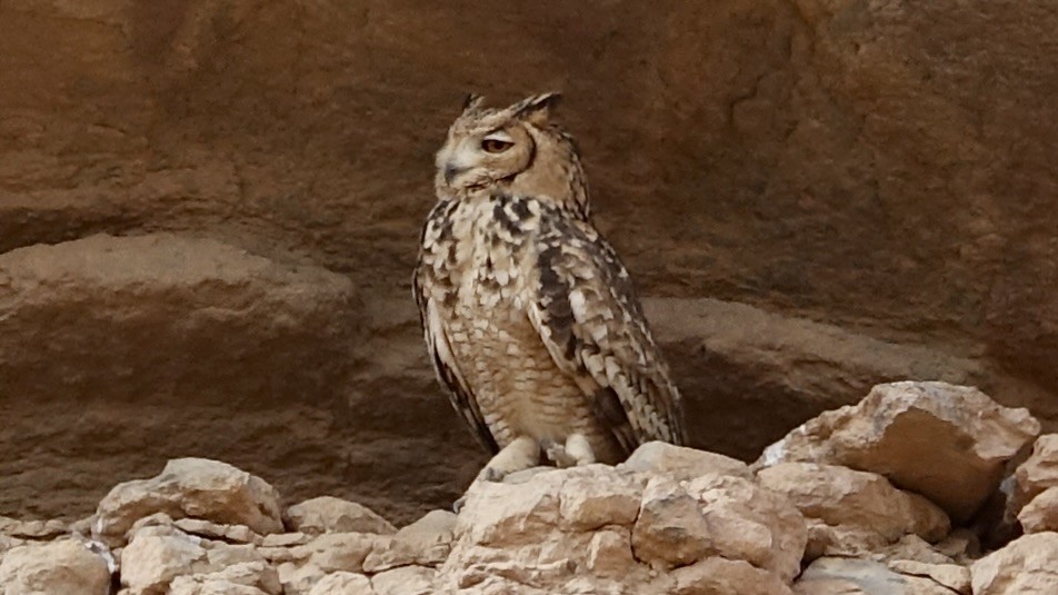 Pharaoh Eagle-Owl - ML621029867