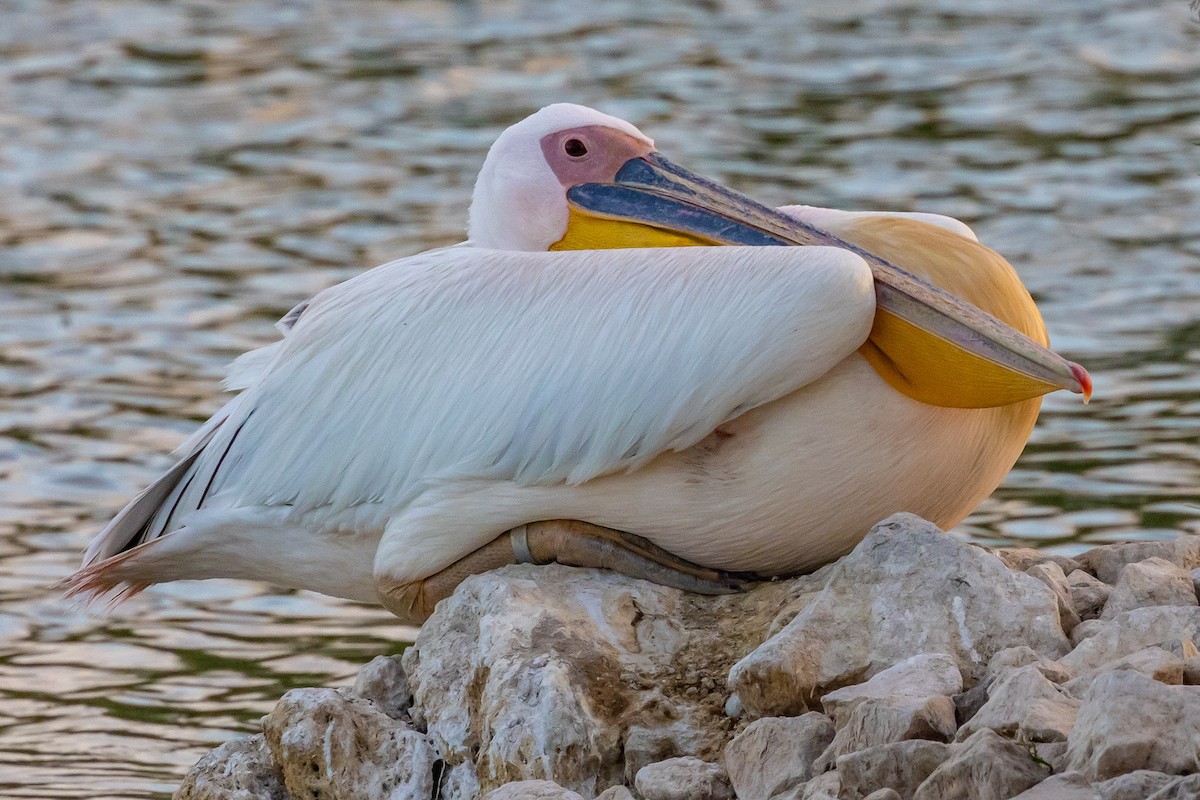 Great White Pelican - Oren Shatz