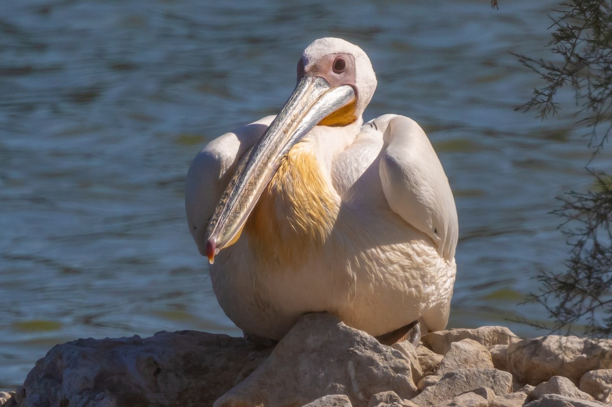 pelikán bílý - ML621029876