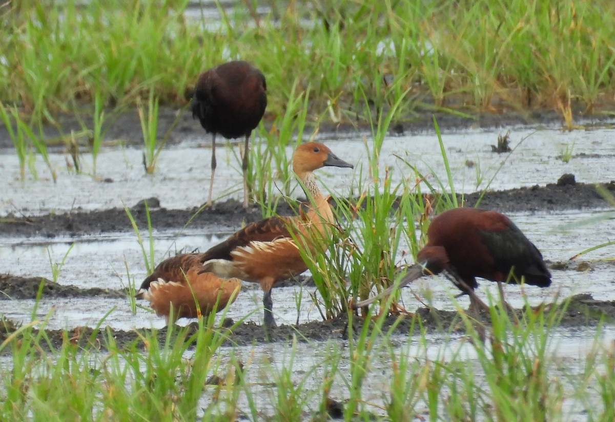 Fulvous Whistling-Duck - ML621029878