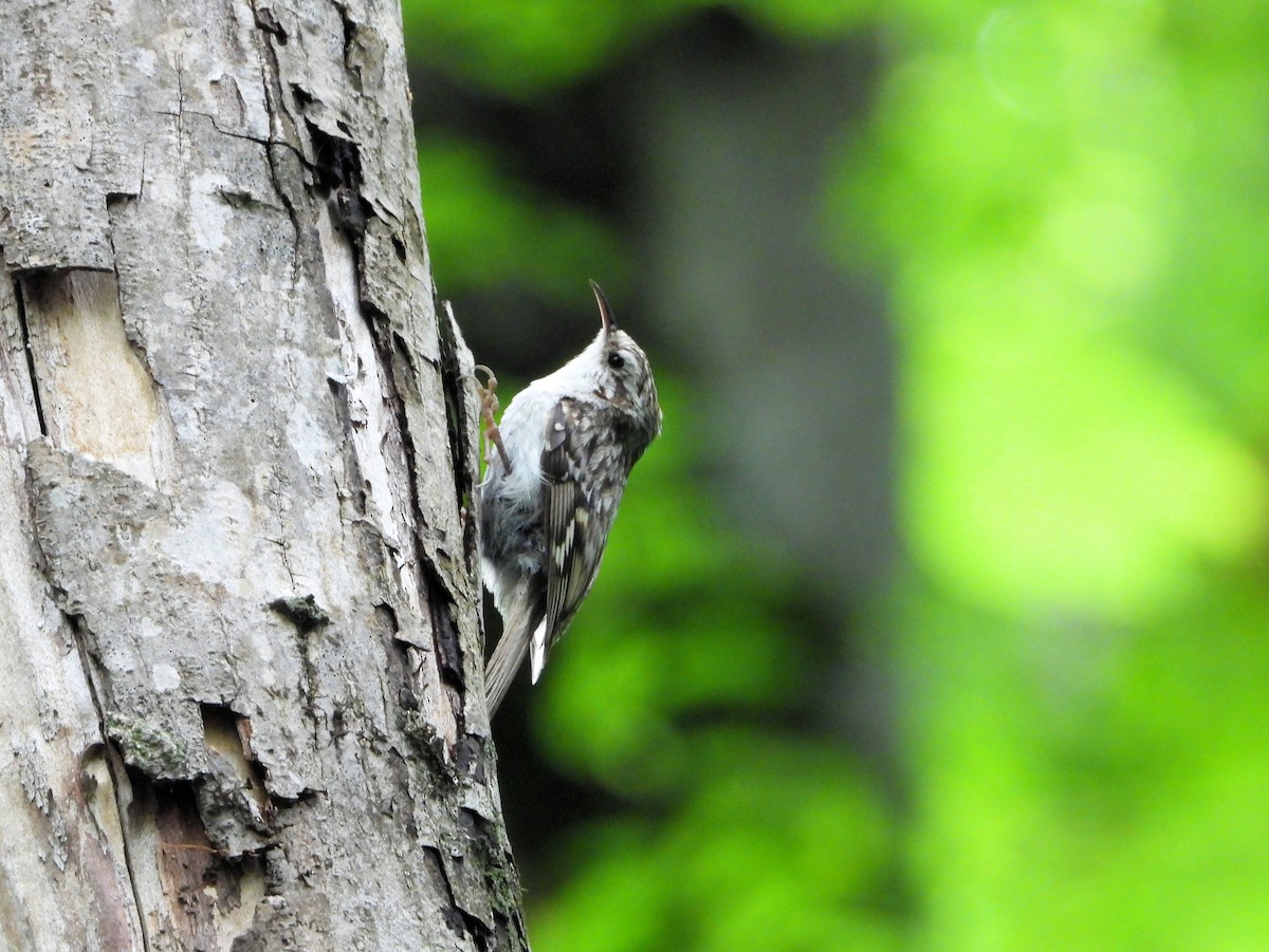 Eurasian Treecreeper - ML621029902