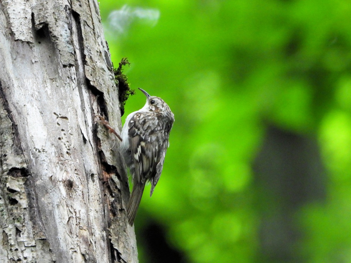 Eurasian Treecreeper - ML621029904