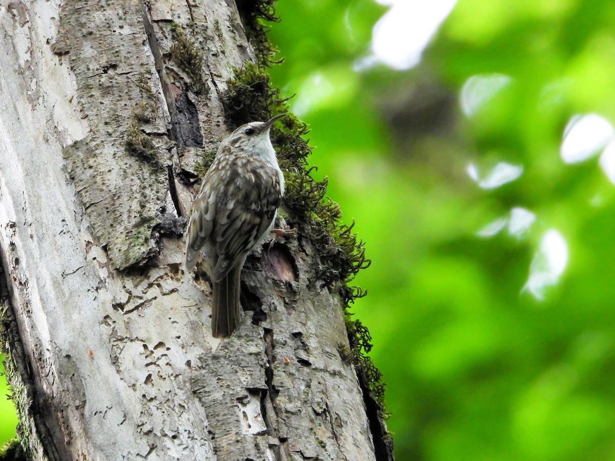 Eurasian Treecreeper - ML621029906