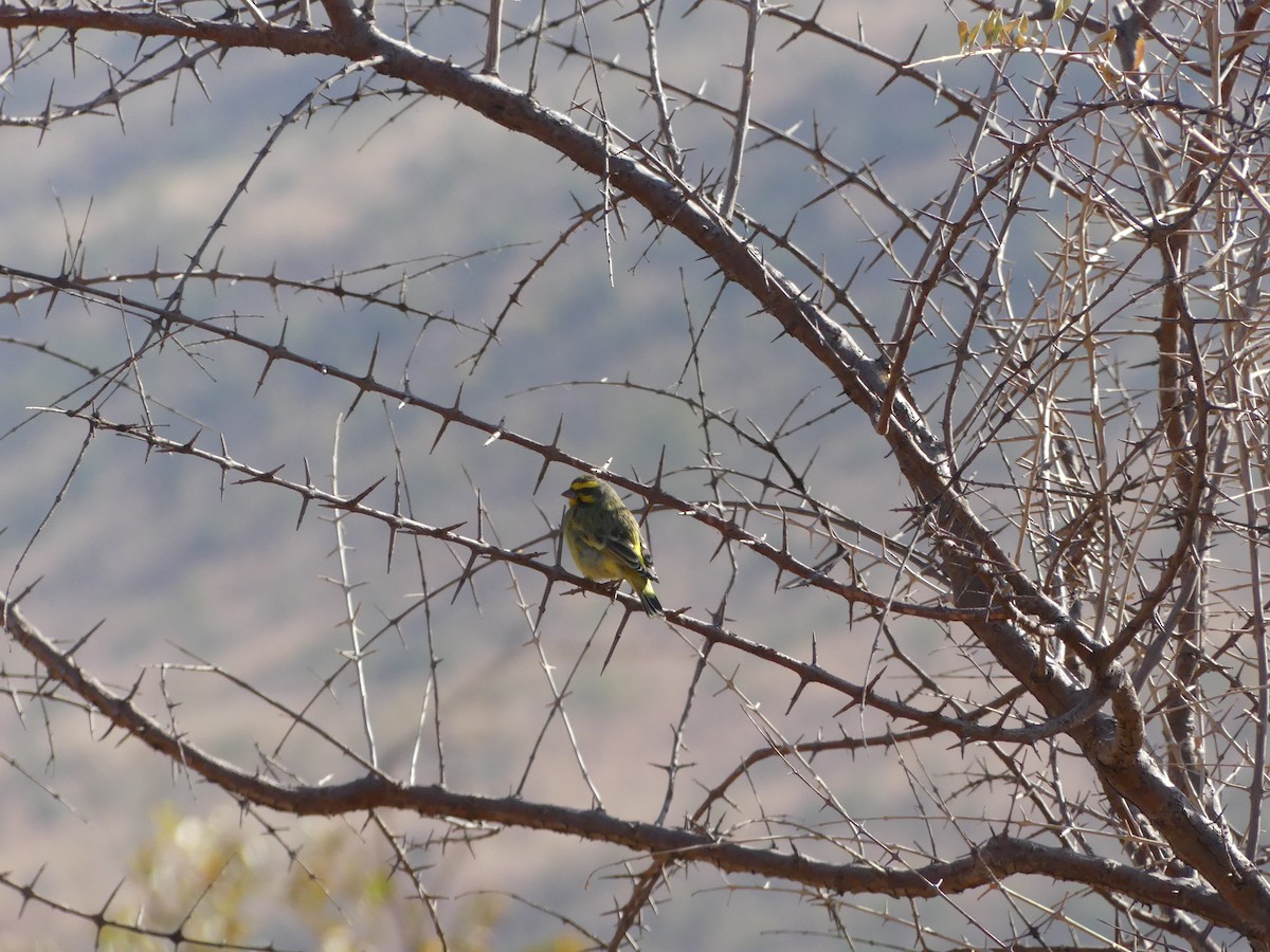 Yellow-fronted Canary - ML621029910