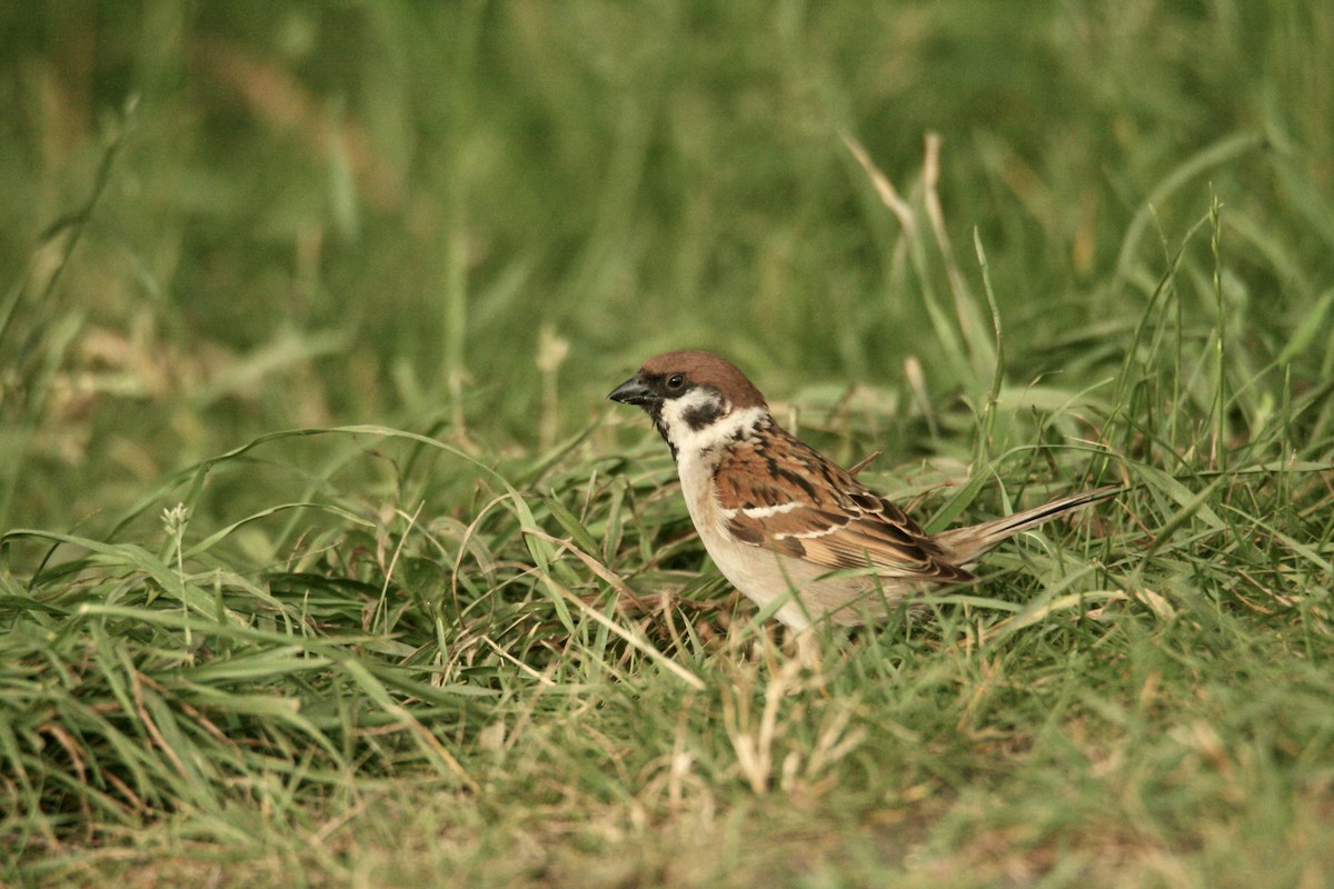 Eurasian Tree Sparrow - ML621029957