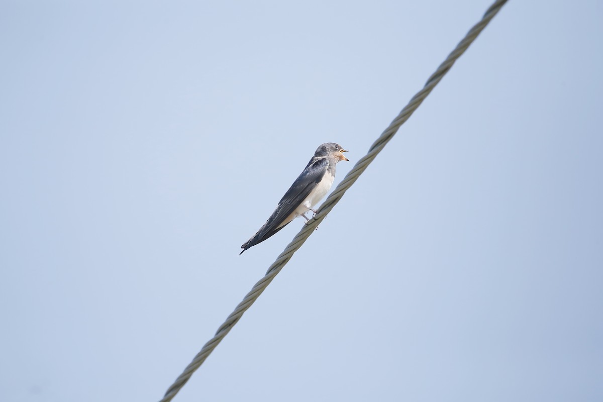 Barn Swallow - ML621030025