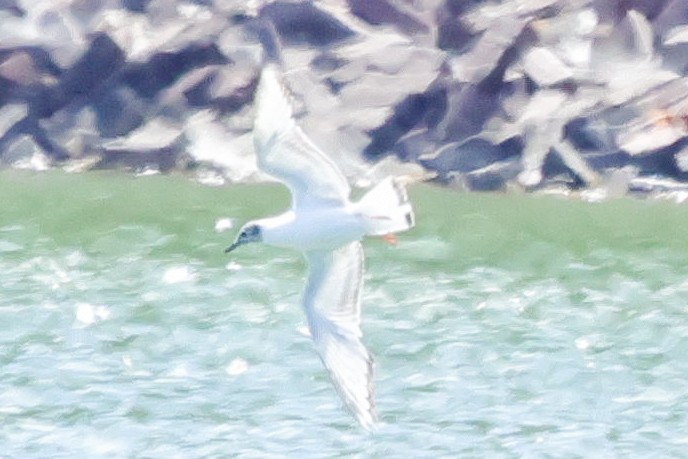 Bonaparte's Gull - ML621030028