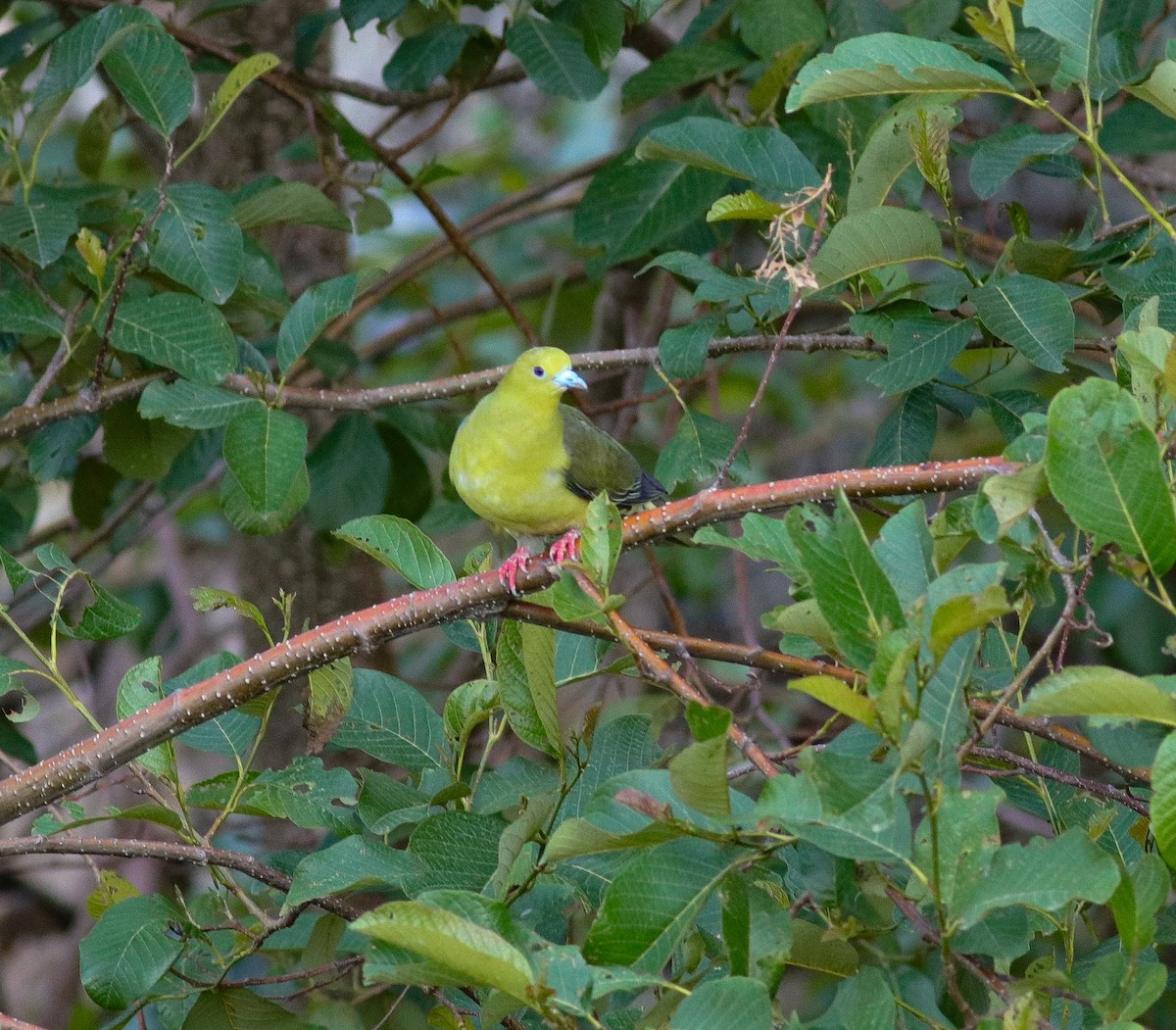 Wedge-tailed Green-Pigeon - ML621030064
