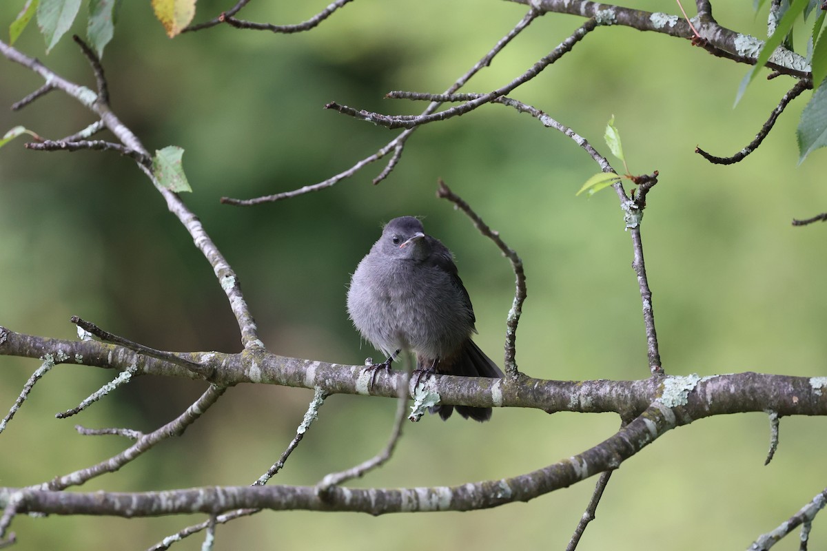 Gray Catbird - Redmond Brubaker